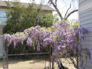 This is the wisteria that grows above the garage taking advantage of our chain link fence. 