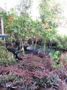 Here we have some Moro blood oranges and Flirt nandina.