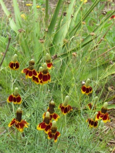 Beautiful Mexican Hats all over the meadow.