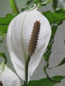 IMG_2918Peace Lily
