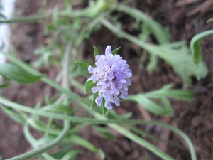 Pincushion Flower 