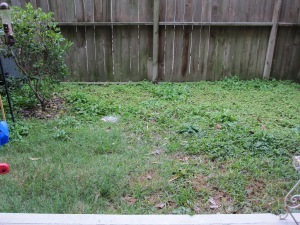 BEFORE: Mostly weeds and rocks. 