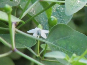 Flower and young green Chili Pequin pepper. 