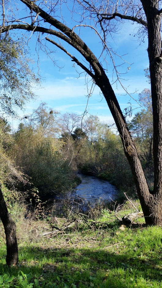Creek at Quivira Vineyard