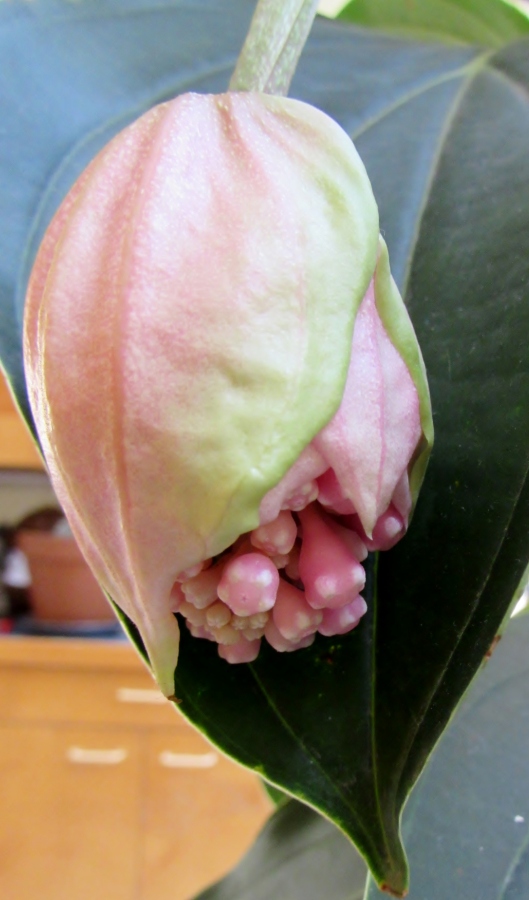 Philippine Orchid, Medinilla magnifica