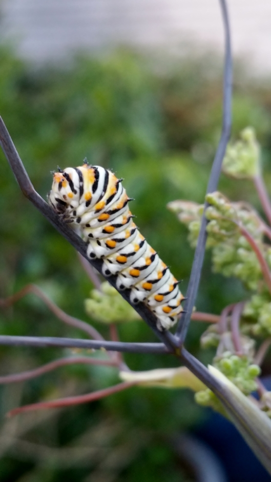 Swallowtail caterpillar 2