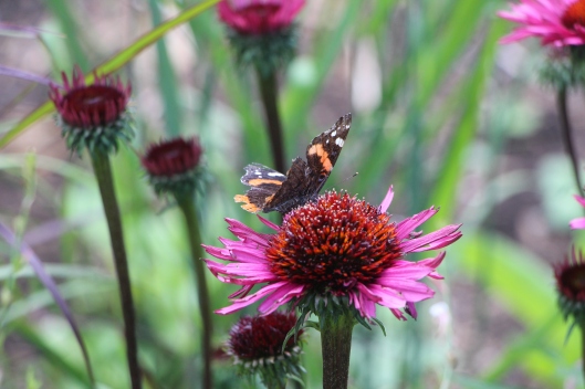 Butterfly on a Coneflower